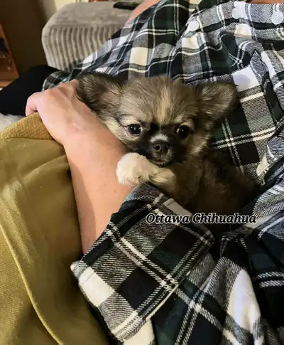 ✨️"Ottawa Chihuahua" Male Long-Coat, 3 months/1.11 lbs.!, View more