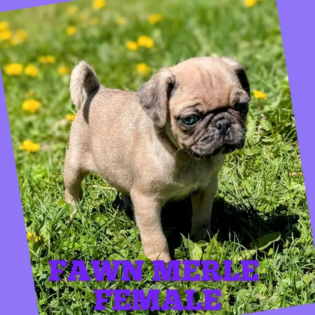 Quality Home Raised Pug Puppies - READY NOW in Dogs & Puppies for Rehoming in City of Toronto - Image 3