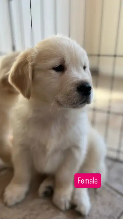 Stunning Golden Retriever puppies ready for their forever homes now! 1 male and 1 female available!...