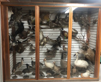 Taxidermy stuff