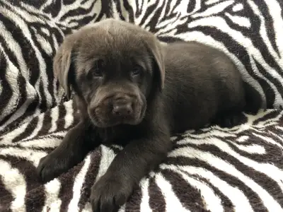 chiots labardor, View more