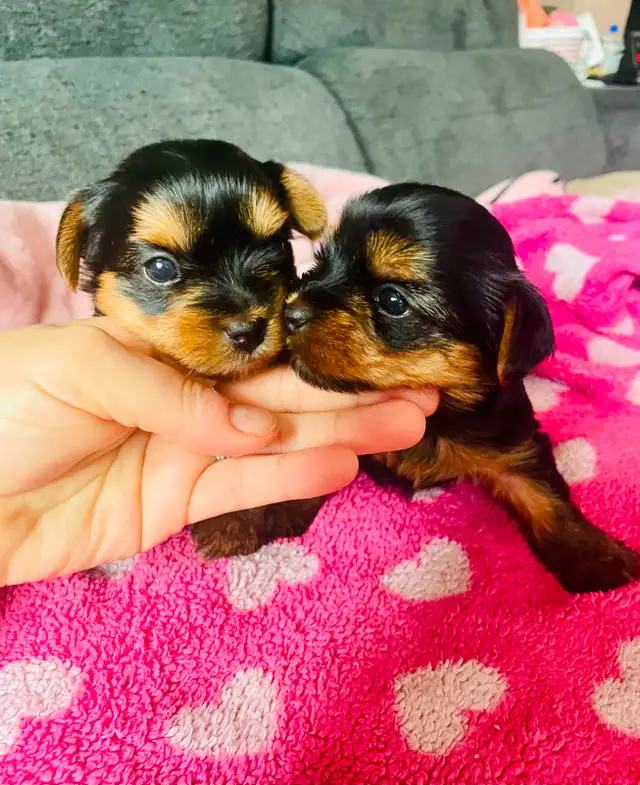 100% beautiful Pure Yorkshire Terrier puppies one left girls in Dogs & Puppies for Rehoming in Markham / York Region - Image 2
