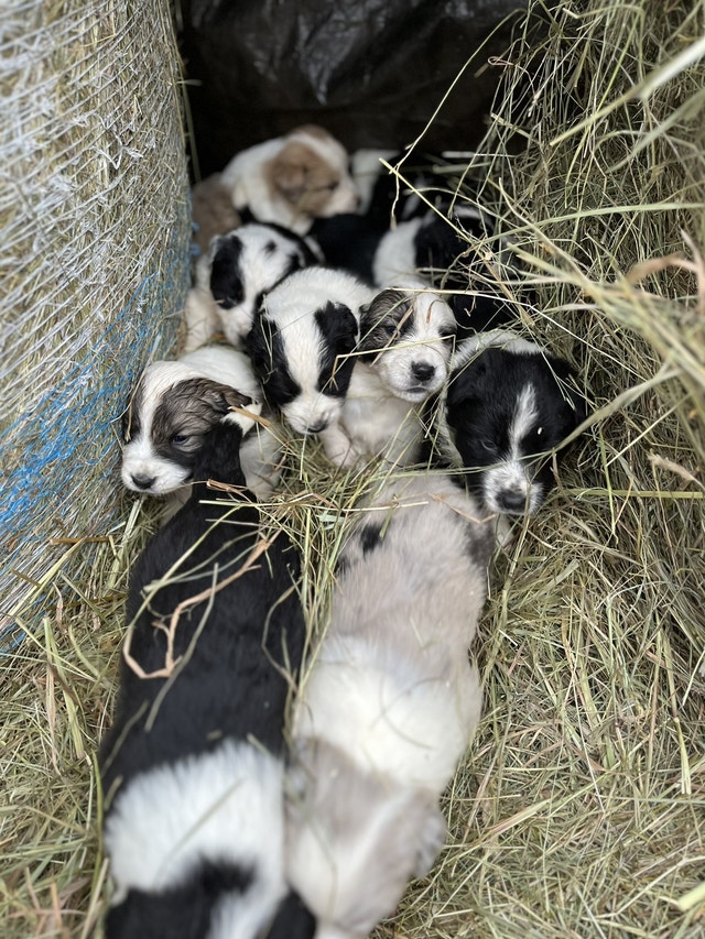Australian Shepherd x Maremma puppies for Xmas 5 left Dogs & Puppies