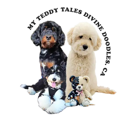 Mini bernedooodles in Dogs & Puppies for Rehoming in Vancouver - Image 10