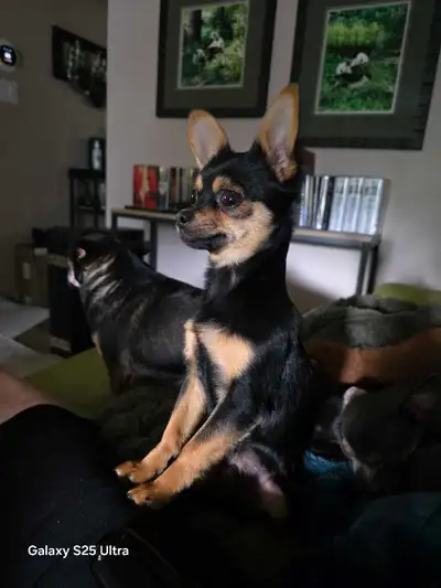 LAST ONE Male Chihuahua, View more