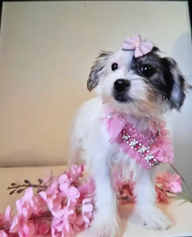 magnifique shituz avec yorkshire in Dogs & Puppies for Rehoming in Laurentides - Image 3