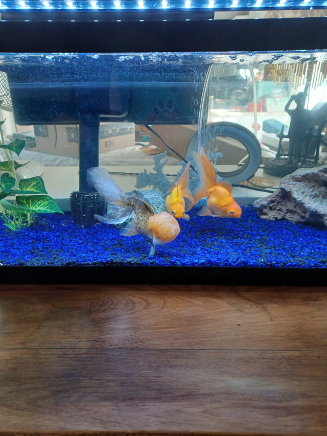 Looking for some aquarium plants for my 20 gallon aquarium with in Fish for Rehoming in Oshawa / Durham Region