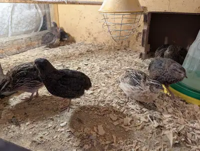 Lot de 9 cailles mâle prêt à cocher ou a manger