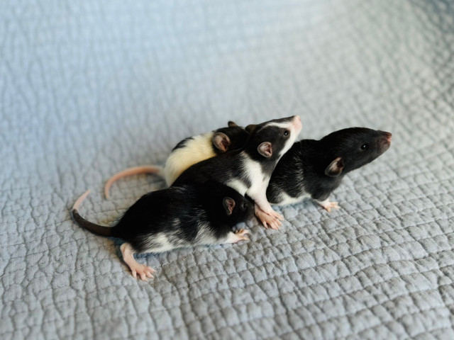 Flashy Baby GIRL Rats in Small Animals for Rehoming in Peterborough