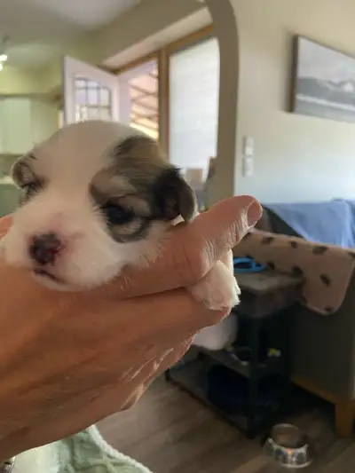 Super sweet Coton de Tulear X Puppies, View more