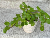 splendide lierre suédois en pot blanc de porcelaine, plante rare