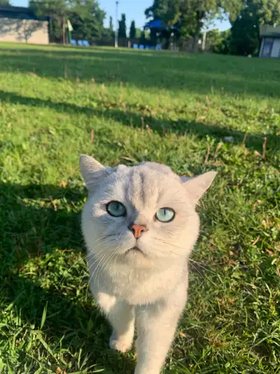 Mâle British Shorthair reproducteur disponible , View more