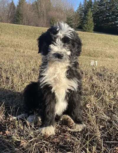 Bernedoodle puppies!!!, View more