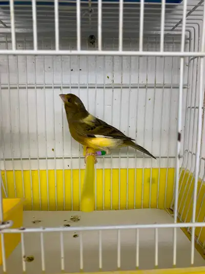 Timbrado Canaries for Sale., View more