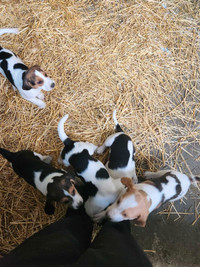 Puppies for sale 