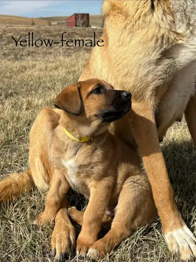READY TO GO-Guardian Puppies (GSD x Malinois x St. Bernard), View more
