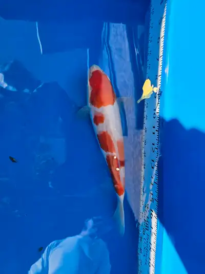 Japanese Koi for sale 19" nisai female, View more