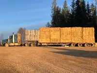 Large and compressed square hay bales of Timothy