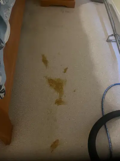 carpet and upholstery cleaning, View more