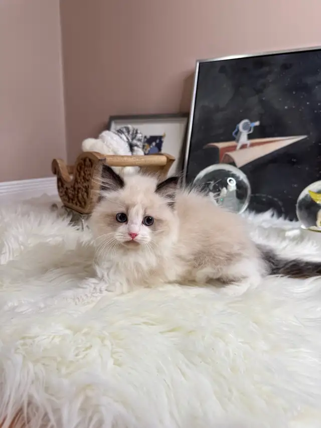 purebred ragdoll boy