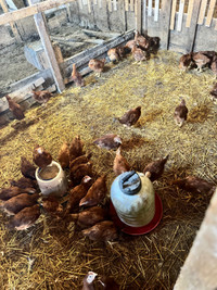  Red sexlink Pullets for Sale (8 weeks old)