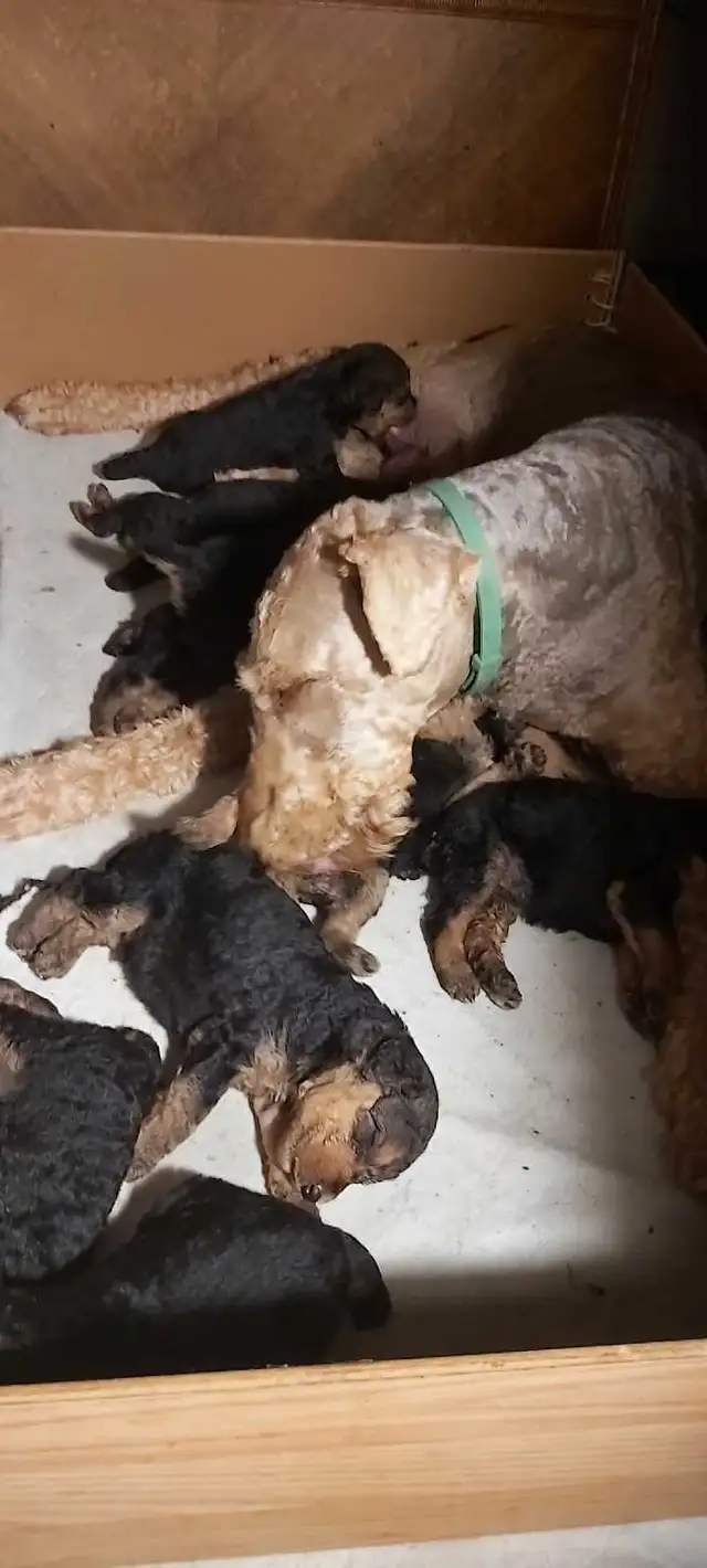 Airedale Terrier Puppies CKC Reg'd in Dogs & Puppies for Rehoming in Sudbury - Image 5