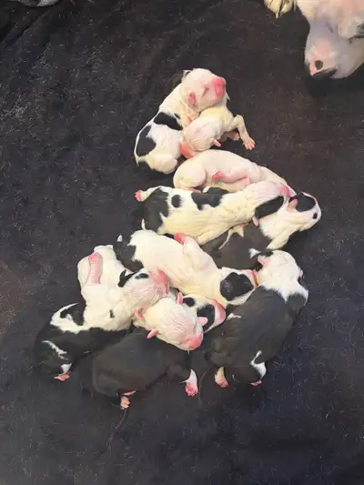 Puppies for new homes soon, View more