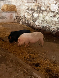 Two pot belly pigs for sale