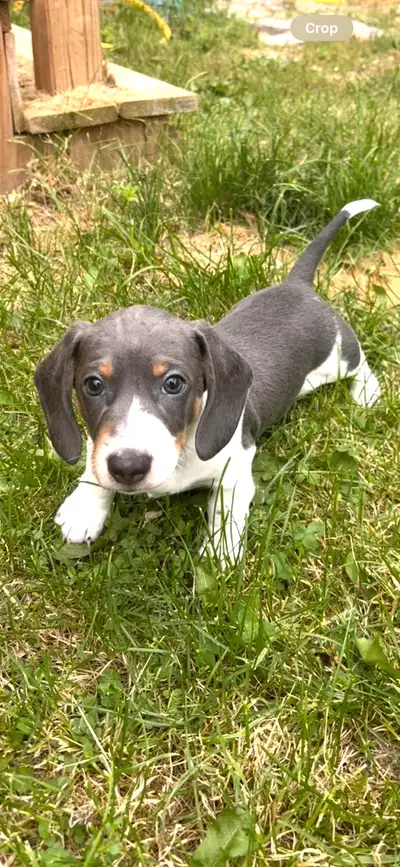male puppy dashchund (Blue Merle), View more