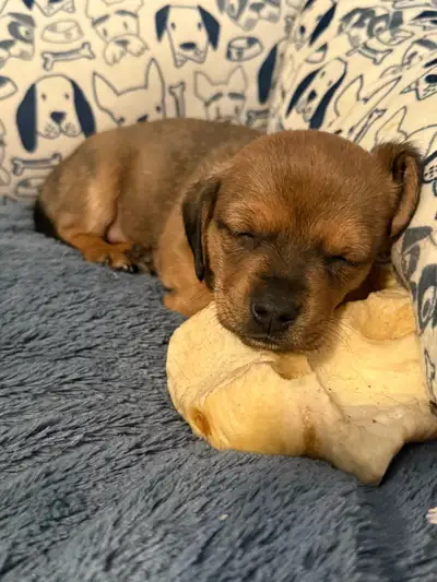 miniature dachshund puppies, View more