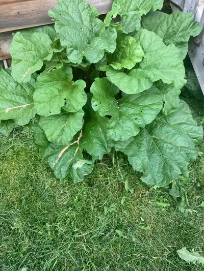 Fresh Rhubarb , View more