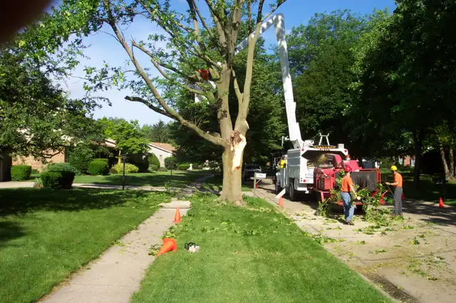 ABOVE ALL TREE SERVICES - CERTIFIED ARBORISTS ✅ (204) 898-2444 in Lawn, Tree Maintenance & Eavestrough in Winnipeg - Image 9