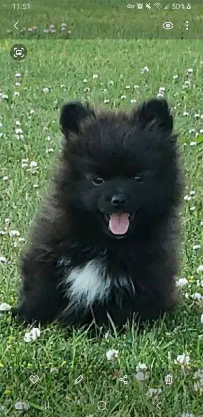 pomeranian male puppy , View more