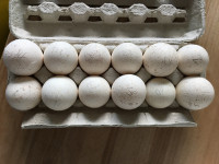 turkey hatching eggs