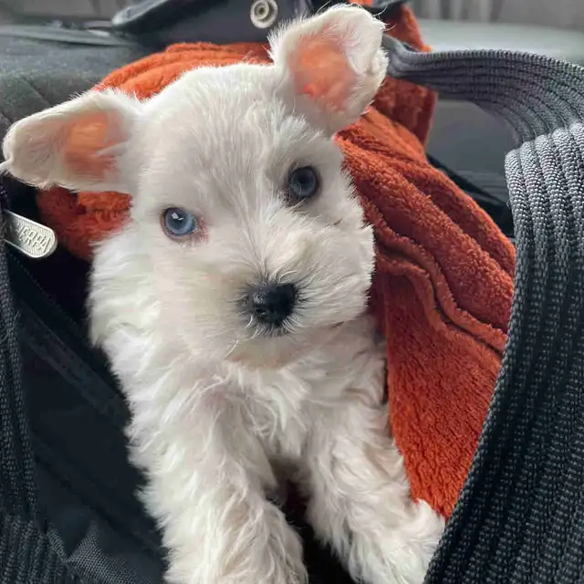 Rare**BLUE EYED** Male Toy Schnauzer in Dogs & Puppies for Rehoming in London - Image 2