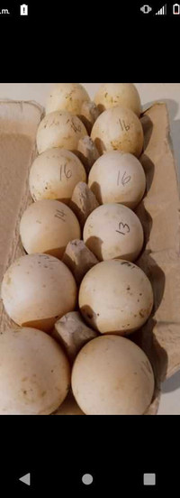 Fertilized Duck Eggs