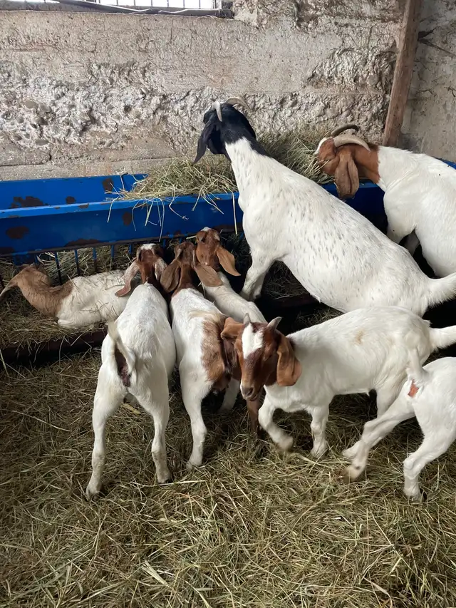Boer goats in Livestock in Owen Sound - Image 4