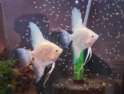 Platinum Angelfish, View more