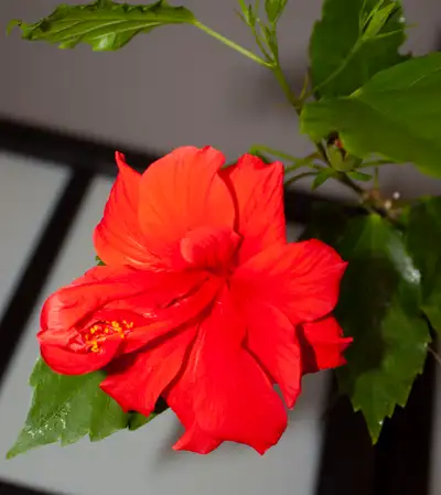 Indoor plant: Double Red Hibiscus, View more