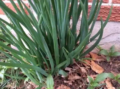 Now is a good time to move these perennial plants from my garden to yours. All do best in a sunny lo...