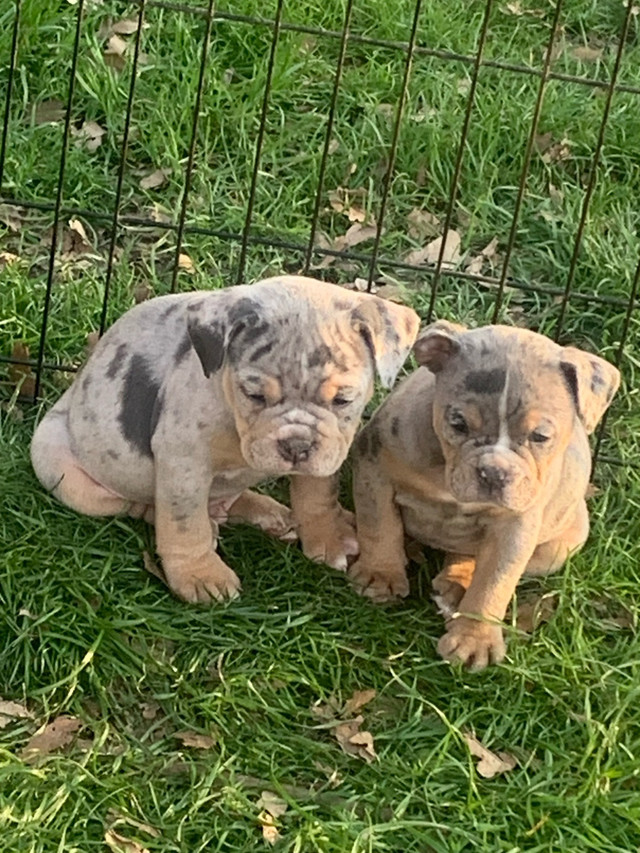 Purebred registered olde English bulldogs  in Dogs & Puppies for Rehoming in Barrie - Image 2