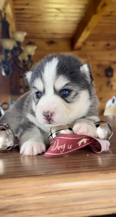 Stunning black and white, Pomsky puppies. Two girls and four boys available. Text for info, pictures...