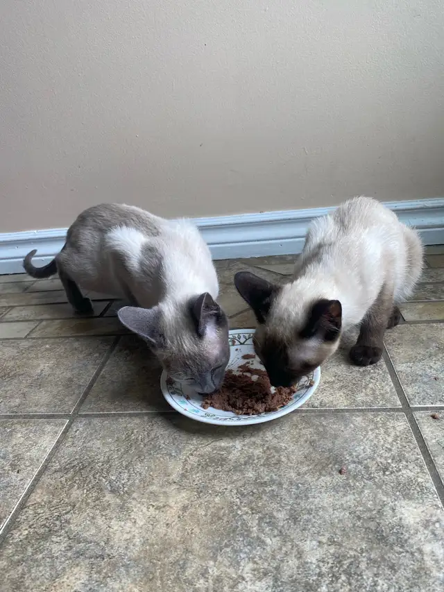 Purebred Siamese Kittens (M) - Ready to Go
