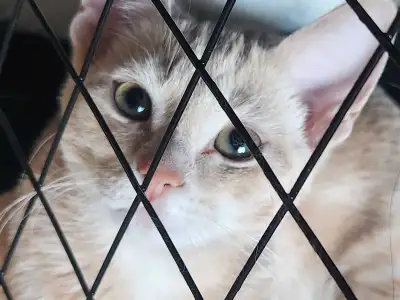 2 female kitten needing homes, View more