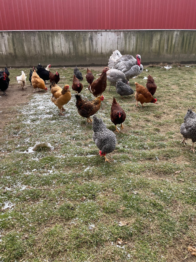 Free Range chicken eggs (eating and hatching)  in Livestock in London - Image 3