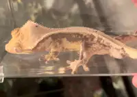 Handsome Lilly White Crested Gecko