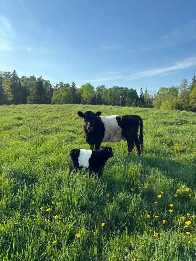 Looking for pure bred belted Galloway cattle in Livestock in Saint John - Image 2
