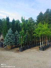 Trees and Hedging For Sale REASONABLE PRICES!