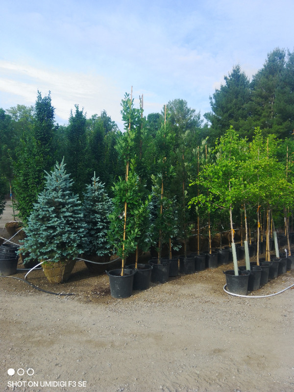 Trees and Hedging For Sale REASONABLE PRICES! in Plants, Fertilizer & Soil in Woodstock