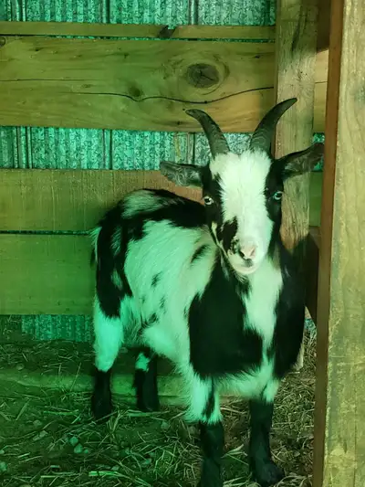 Nigerian Dwarf doe - pet only, View more
